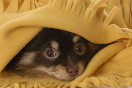 pomeranian puppy hiding under yellow blanketの写真素材