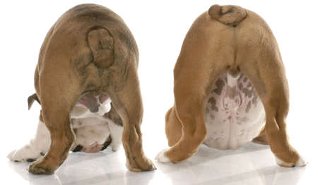 two english bulldogs bent over sniffing the ground viewed from the backsideの写真素材