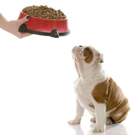 english bulldog puppy waiting to be fedの写真素材
