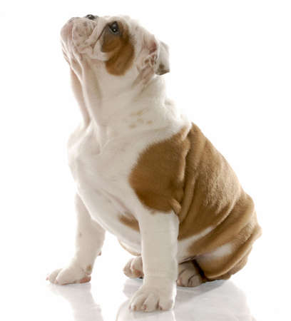 fourteen week old english bulldog puppy sitting looking upの写真素材