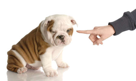 bad dog - persons hand wagging finger at nine week old english bulldog puppy の写真素材