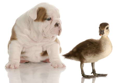 new friends - english bulldog puppy sitting beside baby mallard duckの写真素材