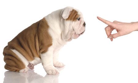 bad dog - persons hand wagging finger at nine week old english bulldog puppyの写真素材