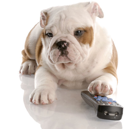 dog with remote control - english bulldog nine weeks oldの写真素材