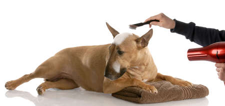 dog bath time - bull terrier getting groomed (red smut color) の写真素材