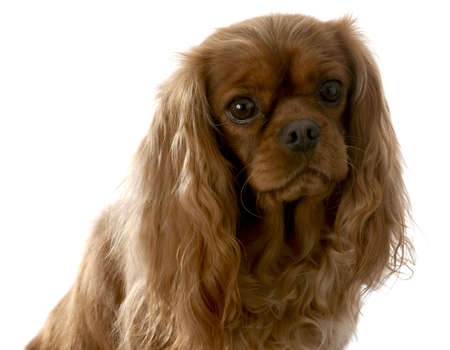 cavalier king charles spaniel female - color is called rubyの写真素材