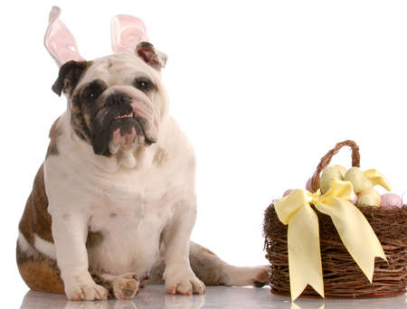 english bulldog wearing bunny rabbit ears sitting beside easter basket with reflection on white backgroundの写真素材