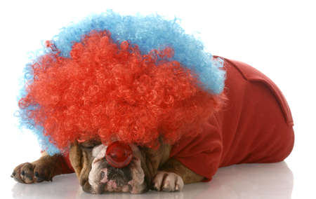 english bulldog laying down wearing clown wig and nose with reflection on white backgroundの写真素材