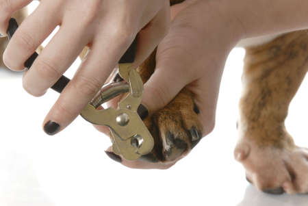 hands using pet clippers to trim dogs toenails on white backgroundの写真素材