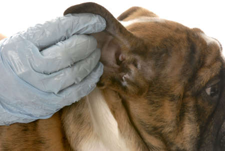 veterinarian checking dogs ear in health examination on white backgroundの写真素材