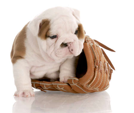 english bulldog puppy sitting inside leather baseball glove with reflection on white backgroundの写真素材