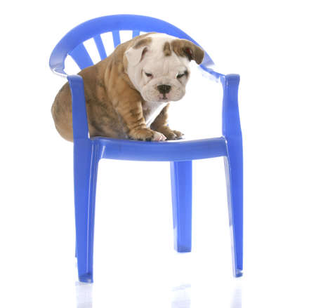 english bulldog puppy sitting on blue plastic chair with reflection on white backgroundの写真素材