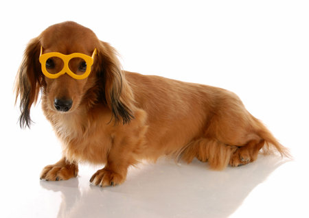 long haired miniature dachshund wearing yellow glasses with reflection on white backgroundの写真素材