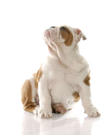 cute english bulldog puppy sitting down looking up with reflection on white backgroundの写真素材