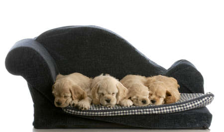 litter of cocker spaniel puppies laying down sleeping on a dog bed isolated on white backgroundの写真素材