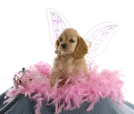 american cocker spaniel puppy dressed up as an angel with pink boa on white backgroundの写真素材