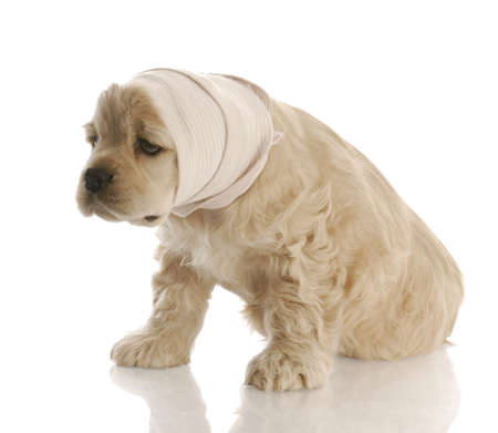 american cocker spaniel puppy with head in bandage with reflection on white background