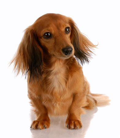 long haired miniature dachshund sitting with reflection on white backgroundの写真素材