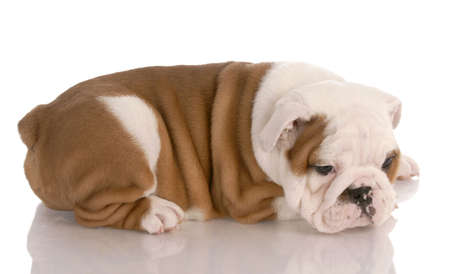 bulldog puppy laying down with reflection on white backgroundの写真素材