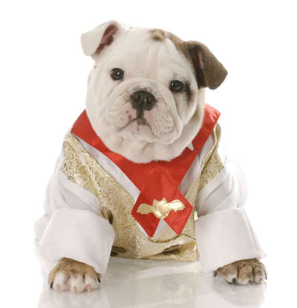 english bulldog puppy wearing mans shirt and tie with reflection on white backgroundの写真素材