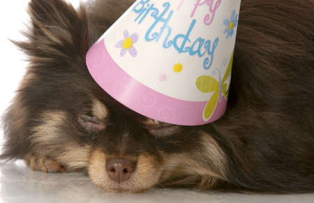 brown and tan pomeranian puppy sleeping with birthday hat onの写真素材
