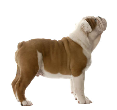 english bulldog puppy standing looking up isolated on white backgroundの写真素材