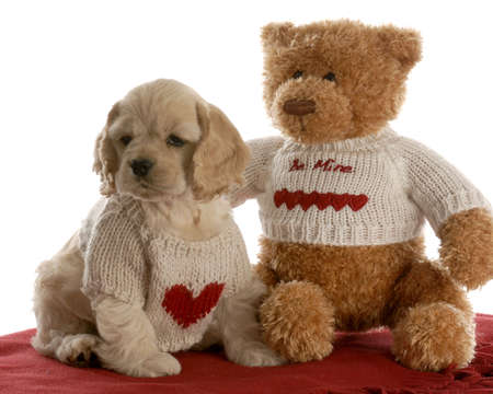 american cocker spaniel puppy being loved by stuffed teddy bear on white backgroundの写真素材