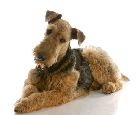 airedale terrier laying down with reflection on white background - one year oldの写真素材