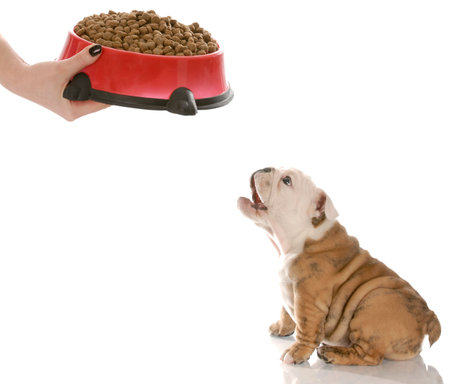 english bulldog puppy barking in anticipation while waiting to be feedの写真素材
