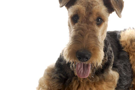 airedale terrier with tongue out panting isolated on white backgroundの写真素材