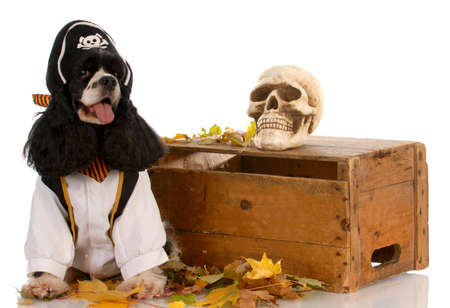 american cocker spaniel dressed up like a pirateの写真素材