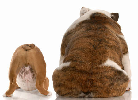 mother and puppy english bulldog viewed from the backside with reflection on white backgroundの写真素材