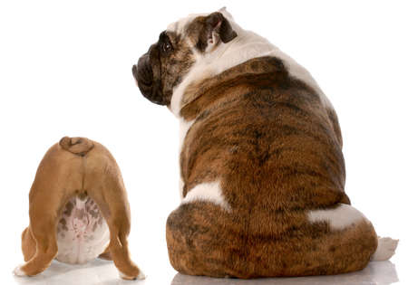 two english bulldogs sitting with back to viewer with reflection on white backgroundの写真素材