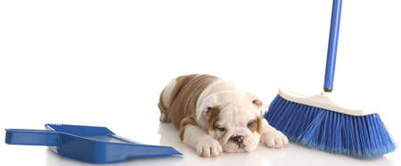 messy dog - english bulldog puppy laying beside a blue broom and dust panの写真素材