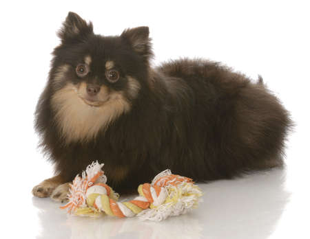 brown and tan pomeranian puppy laying down beside tug toy on white backgroundの写真素材