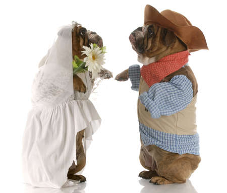 english bulldogs standing up dressed up like a bride and groom with reflection on white backgroundの写真素材