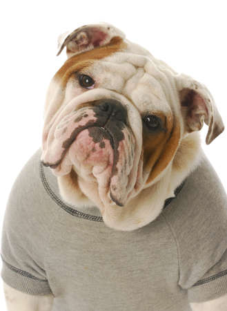 adorable english bulldog wearing grey sweatshirt isolated on white backgroundの写真素材