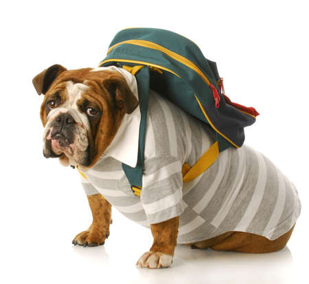 english bulldog wearing striped shirt and back pack sitting with reflection on white backgroundの写真素材