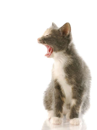 kitten with mouth open with angry expression with reflection on white backgroundの写真素材