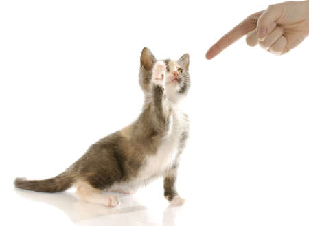 naughty kitten with paw up swatting at finger reaching down to scoldの写真素材