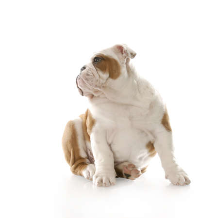 adorable three month old english bulldog puppy sitting with reflection on white backgroundの写真素材