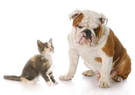 8 week old kitten looking up at 8 month old english bulldog puppy with reflection on white backgroundの写真素材