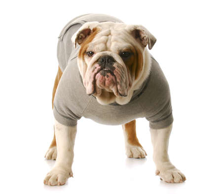 adorable english bulldog standing wearing grey sweatshirt isolated on white backgroundの写真素材