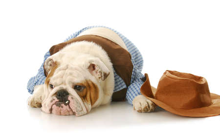 english bulldog wearing cowboy shirt laying down beside western hat on white backgroundの写真素材