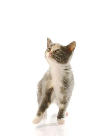 eight week old female kitten standing up with reflection on white backgroundの写真素材