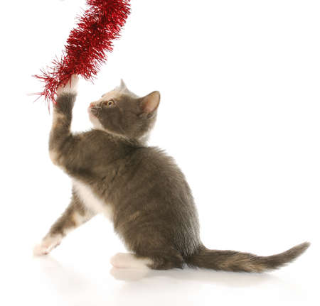 kitten tugging on christmas garland with reflection on white backgroundの写真素材