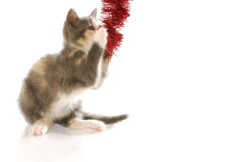 mischievous kitten tugging on red garland with reflection on white backgroundの写真素材