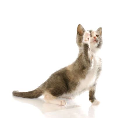 short haired kitten with paw up in the air with reflection on white backgroundの写真素材