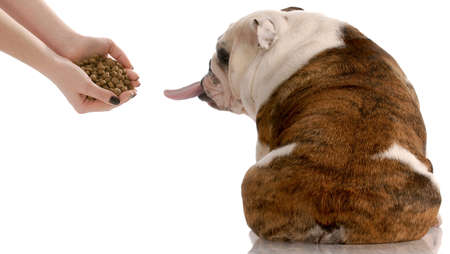 english bulldog refusing to eat food that is offeredの写真素材