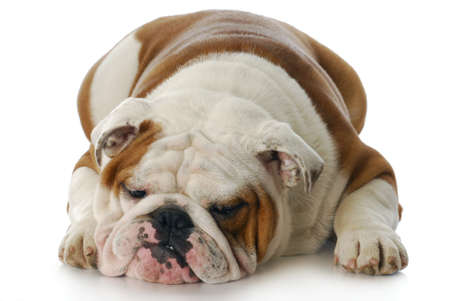 sad and depressed looking english bulldog laying down with reflection on white backgroundの写真素材
